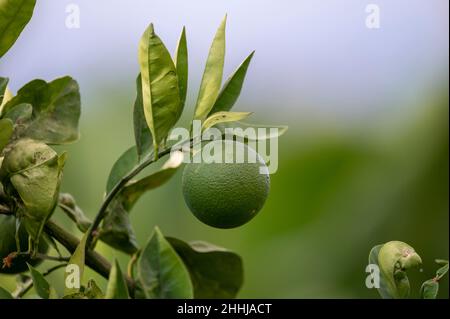 Agrumes d'orange vert mûrissant sur des plantations d'orangers biologiques Banque D'Images
