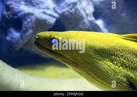 Un portrait tropical d'anguille de Moray sous l'eau. Colle sa tête hors de son trou Banque D'Images