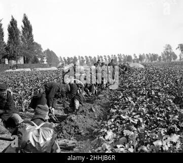 Des soldats belges ont vu ici creuser des tranchées avant la ville d'Audeghem et installer des mitrailleuses avant la bataille .Septembre 25th 1914 Banque D'Images