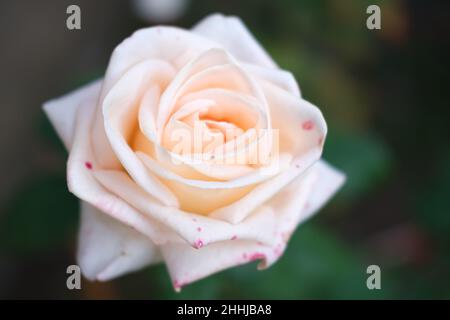 Rose blanche unique en fleurs dans le jardin, gros plan ou photo macro douce d'une rose blanche brillante le jour d'été ensoleillé.Mise au point sélective. Banque D'Images