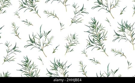 Motif de transparente Eucalyptus willow tree branches naturelles feuillage vert feuilles de style tropical dans l'aquarelle. El délicate décoratif vectoriel Illustration de Vecteur