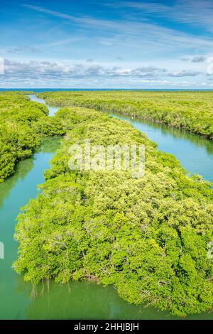 Habitat de mangrove à Key Largo Florida USA Banque D'Images