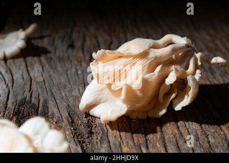 champignons huître roses, Banque D'Images