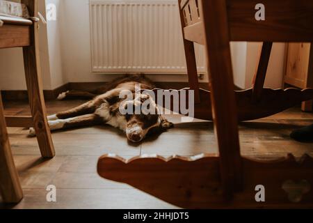 Jeune chien - Border Collie dormant sur le plancher en bois et soutenant le berceau en bois à la maison Banque D'Images