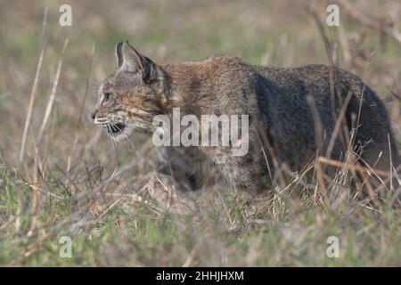 Un lynx roux sauvage (Lynx rufus) se promènant à travers la grande herbe à la recherche de son prochain repas sur la côte ouest de l'Amérique du Nord en Californie. Banque D'Images