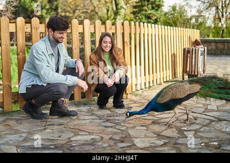 Corps complet d'homme positif assis sur des haunches près de petite amie doux donnant de la nourriture à paon avec des plumes lumineuses dans le parc Banque D'Images