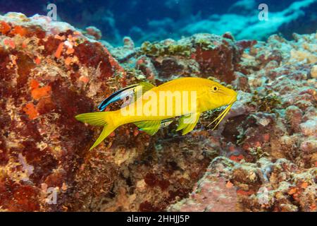 En raison de sa grande variation de couleurs, le poisson-chèvre à oranches, Parugeneus cyclostomus, est également connu sous le nom de poisson-chèvre bleu et de poisson-chèvre à oranches jaunes Banque D'Images