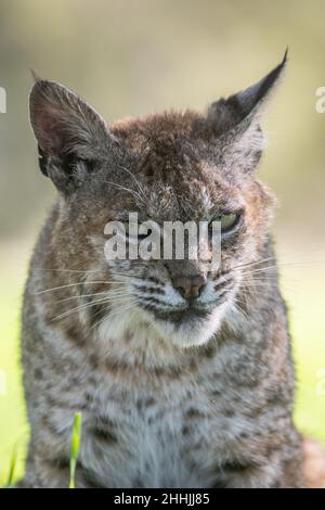 Un lynx roux sauvage (Lynx rufus), un portrait vertical d'un vieux chat mâle grizzlé de Californie, États-Unis. Banque D'Images