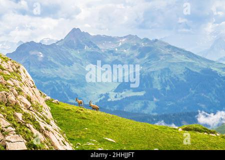 Avis sur groupe de bouquetins dans les montagnes par Arlberg en Autriche Banque D'Images