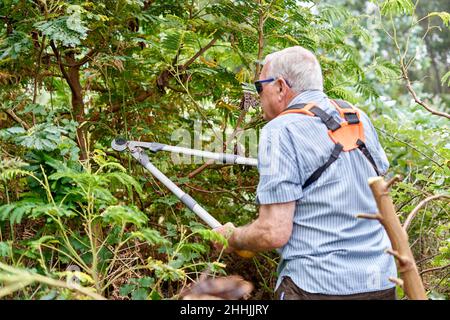 Vue arrière d'un agriculteur mâle âgé coupant des branches vertes et des tiges de raisin avec un grand sécateur professionnel en métal Banque D'Images