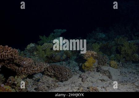 Feu corail Millepora organisme marin colonial sur fond sablonneux de la mer Rouge sombre Banque D'Images