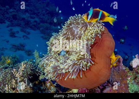 Poissons de clown exotiques nageant près d'anémones marines de mer d'animaux prédateurs dans l'eau bleue de la mer Rouge Banque D'Images