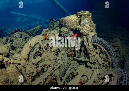 Soupire de solemet nageant dans une moto nausérée en mer Rouge sombre Banque D'Images