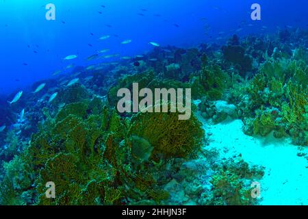 Shoal de poissons orange exotiques colorés nageant dans les récifs coralliens de la mer Rouge bleue Banque D'Images