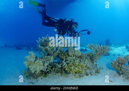 Corps complet de plongeur anonyme avec caméra en combinaison nager près de Sarcophyton corail et plantes teints tout en prenant des photos dans la mer rouge Banque D'Images