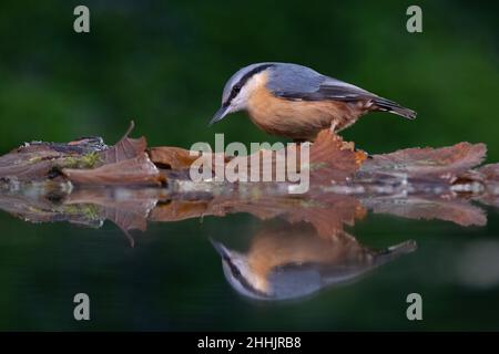 Une seule nuthatch eurasienne adulte se nourrissant par un étang et se tenant sur les feuilles de chêne de couleurs automnales avec son reflet visible dans l'eau. Banque D'Images