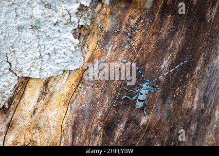 Le Longicorne alpin, un coléoptère bleu aux taches noires, escaladant un hêtre avec du bois brun et de l'écorce grise. Banque D'Images