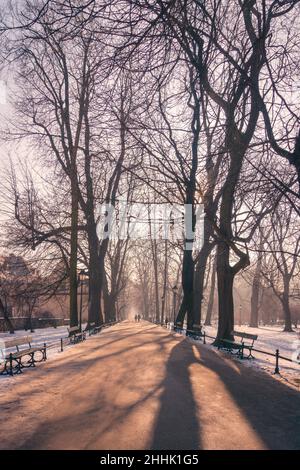 Sentier tout droit vide avec bancs en bois passant entre de grands arbres sans feuilles qui poussent sur un sol enneigé le jour d'hiver à Cracovie Banque D'Images