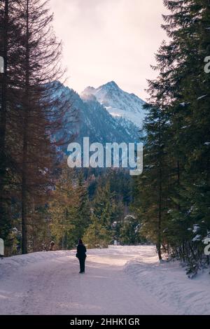 Vue arrière d'un touriste anonyme éloigné se tenant sur un sentier enneigé près des conifères verts contre les montagnes Tatra le jour de neige à Cracovie Banque D'Images