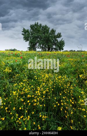 Buttercup et coquelicots fleuris croissant dans un vaste champ herbacé en campagne au printemps sous un ciel sombre et nuageux Banque D'Images
