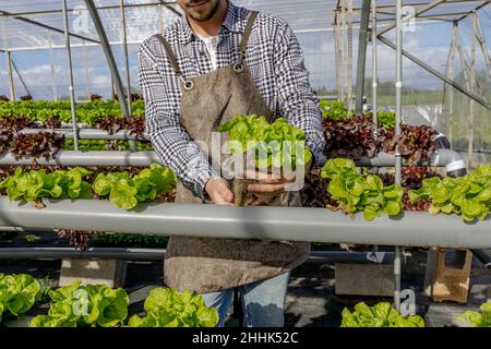 Cultivez un fermier mâle barbu non reconnaissable dans un tablier tenant de la laitue fraîche entre les rangées de clayettes hydroponiques en serre pendant le processus de récolte Banque D'Images