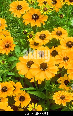 Rudbeckia hirta Toto avec des fleurs jaunes et des disques centraux bruns croissant dans une frontière herbacée.Aussi la Susan à yeux noirs est décidue et entièrement dure Banque D'Images