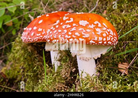 Deux mouches toxiques agariques qui poussent dans la forêt en Norvège en été. Banque D'Images