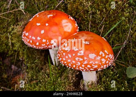 Deux mouches toxiques agariques qui poussent dans la forêt en Norvège en été. Banque D'Images