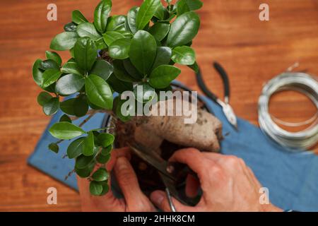 Vue de dessus de l'homme barbu concentré non reconnaissable court en tablier coupant des branches de petit bonsaï à l'aide de sécateurs en magasin Banque D'Images