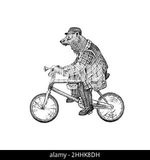 L'ours brun fait du vélo.Homme antique dans une casquette et un manteau.Vêtements rétro anciens de style victorien.Un homme sur un cycle.Style de gravure vintage.Dessiné à la main Illustration de Vecteur