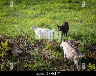Photo d'une jeune chèvre, un bébé chèvre blanc de bétail mangeant de l'herbe dans un champ agricole rural entouré de chèvres plus âgées, noir et brun, dans un Banque D'Images