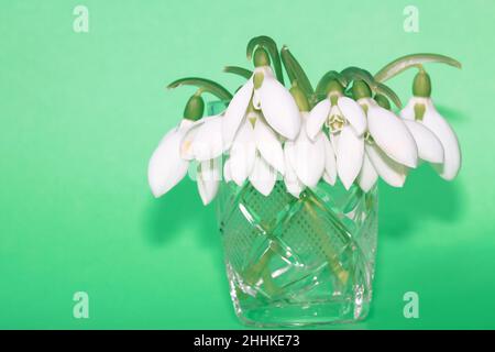 Gouttes de neige dans une tasse de verre , fond émeraude .Fleurs du premier printemps Banque D'Images