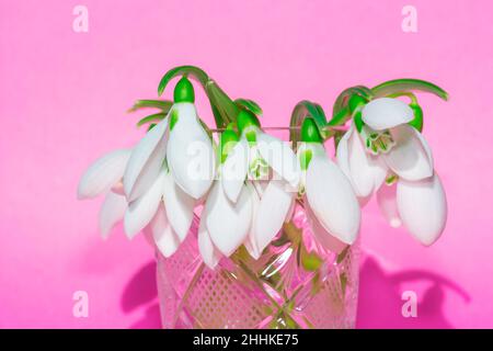Gouttes de neige blanches dans le vase .Fond rose .Fleurs blanches printanières Banque D'Images