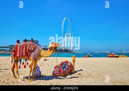 Les chameaux sur la plage JBR Marina en face de la roue Ain Dubai Ferris sur la petite île Bluewaters, Dubaï, Émirats Arabes Unis Banque D'Images