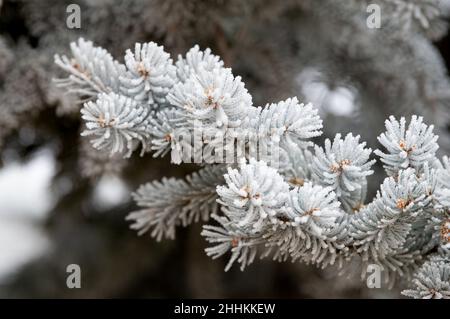 Hoar Frost couvre les aiguilles des pins après la tempête d'hiver, à Colorado Springs, Colorado Banque D'Images