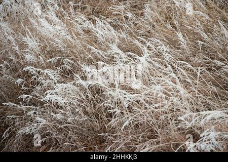 Le givre couvre l'herbe après une rare tempête de brouillard glacial près de Colorado Springs, Colorado. Banque D'Images