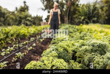 Potager biologique avec une femme en arrière-plan.Une jardinière anonyme cueillant du kale frais dans un champ agricole.Femme autonome Banque D'Images