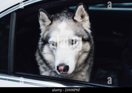 Magnifique chien husky sibérien à l'arrière de la voiture, prêt pour une promenade Banque D'Images