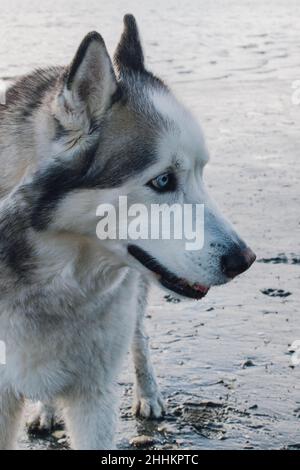Chien Husky sibérien sur la plage Banque D'Images