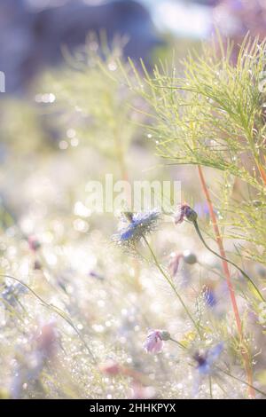 Les gouttes de pluie scintillent sur un champ de fleurs sauvages Banque D'Images