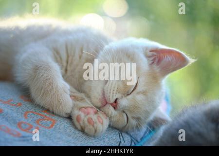 gros plan d'un joli chaton au gingembre dormant sur un oreiller au soleil Banque D'Images
