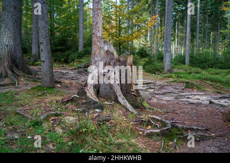 Souche d'un arbre tombé dans une forêt de pins.Mise au point au premier plan. Banque D'Images