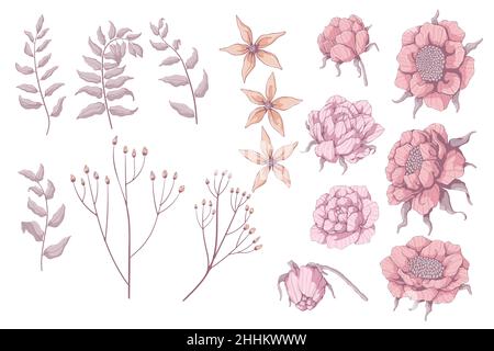 Ensemble de fleurs dessinées à la main.Pivoines, roses et branche avec feuilles.Collection printemps.Illustrations vectorielles florales.Isolé sur fond blanc. Illustration de Vecteur