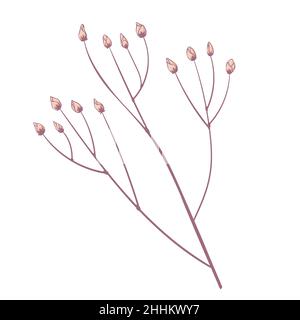 Branche simple avec fleurs jaunes bourgeons de rose vaporisée.Tête de fleur isolée sur fond blanc.Illustration florale dessinée à la main.Art vectoriel botanique i Illustration de Vecteur