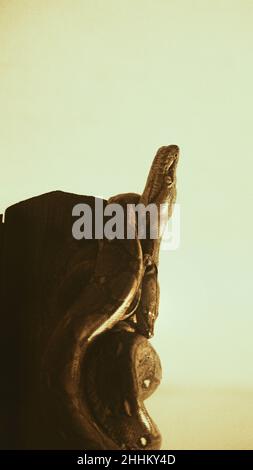 Un portrait d'un bébé python assis dans un bloc de bois sur fond blanc Banque D'Images