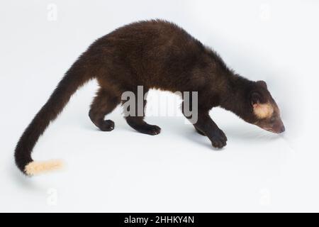 Sumatran Palm masqué Civet Paguma larvata leucomystax isolé sur fond blanc Banque D'Images