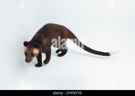 Sumatran Palm masqué Civet Paguma larvata leucomystax isolé sur fond blanc Banque D'Images