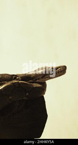 Un portrait d'un bébé python assis dans un bloc de bois sur fond blanc Banque D'Images