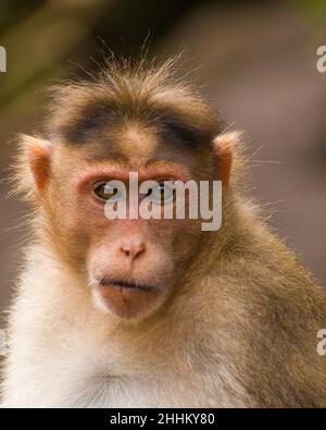 Une photo en gros plan d'un singe indien Banque D'Images