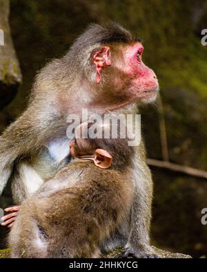 Une photo en gros plan d'un singe indien Banque D'Images